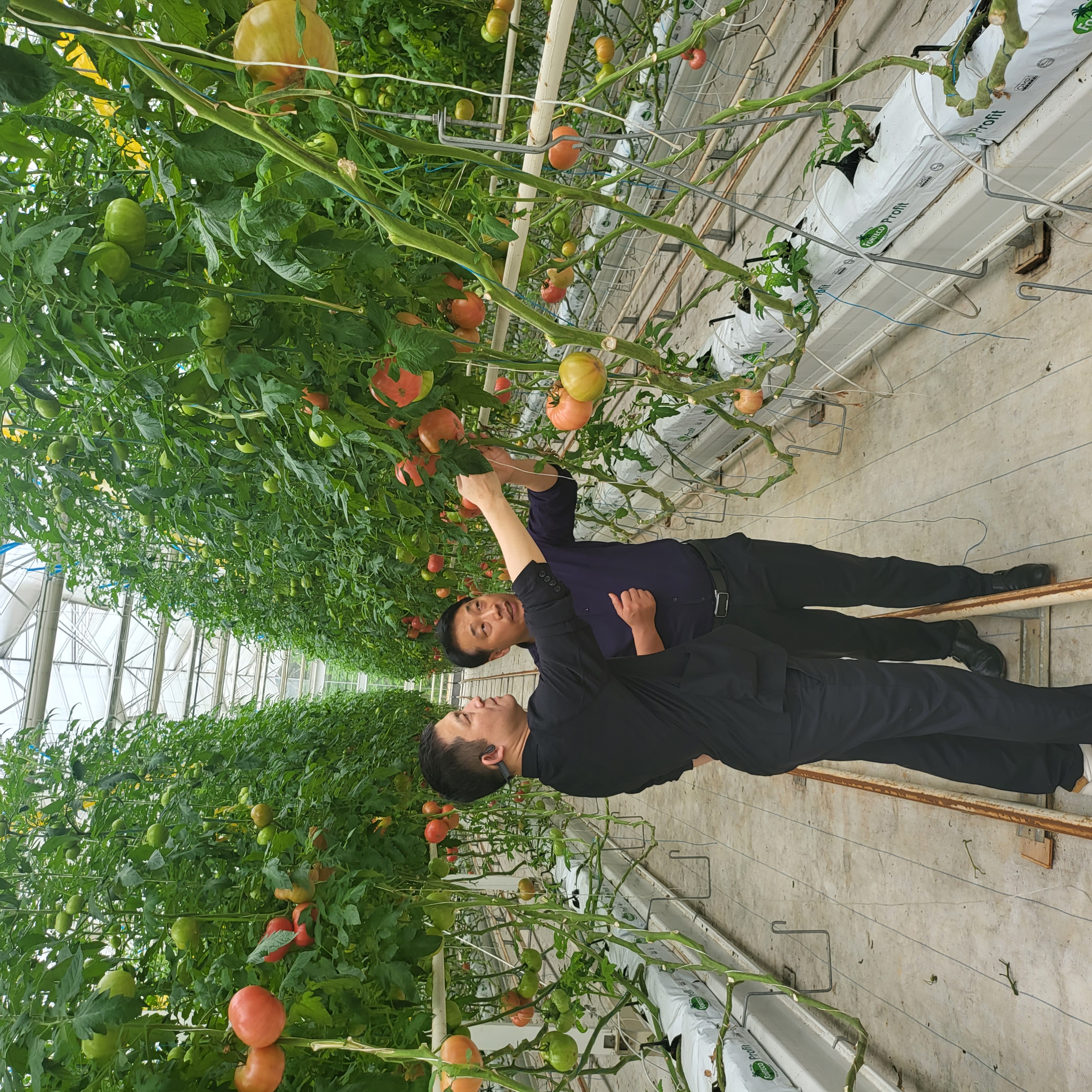 参观考察水木番茄蔬菜工厂